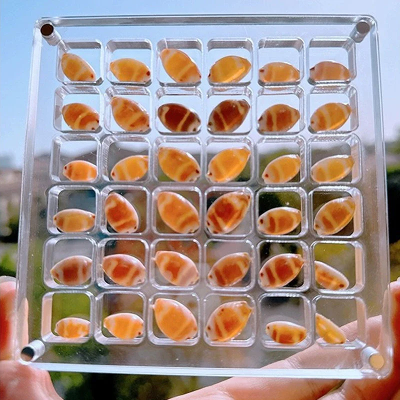 Acrylic Magnetic Seashell Display Box - Image 4