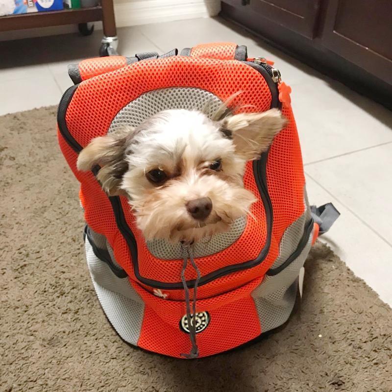 Backpack For Dogs / Cats - Image 8