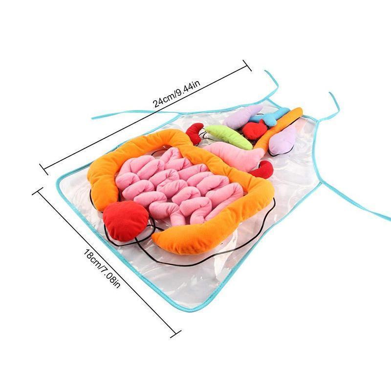 Body Anatomy Apron - An Educational Toy for Children - Image 2