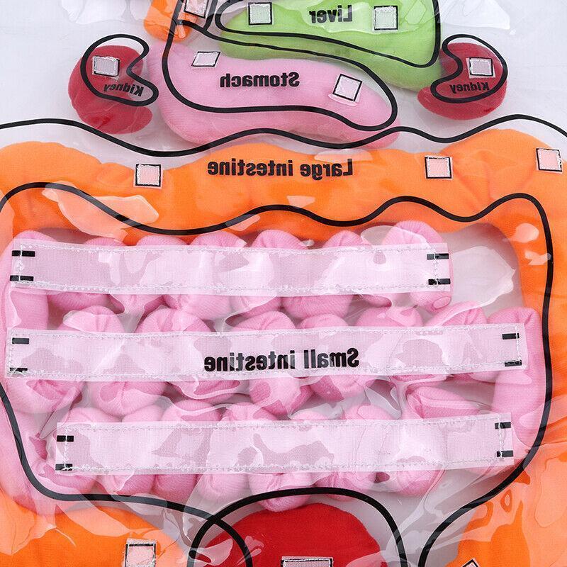 Body Anatomy Apron - An Educational Toy for Children - Image 5
