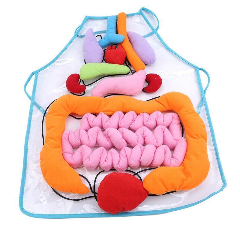 Body Anatomy Apron - An Educational Toy for Children - Image 6