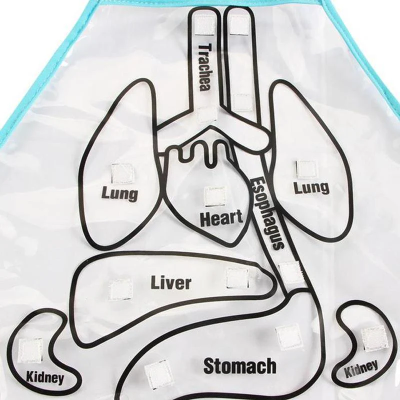 Body Anatomy Apron - An Educational Toy for Children - Image 7