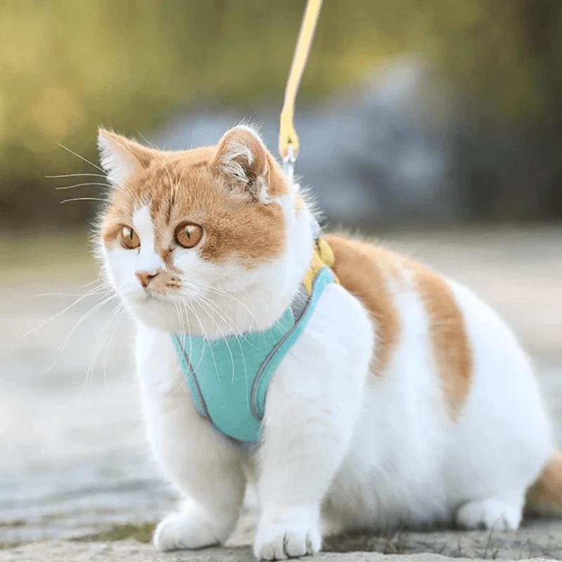 Cat Vest Harness and Leash Set - Image 5