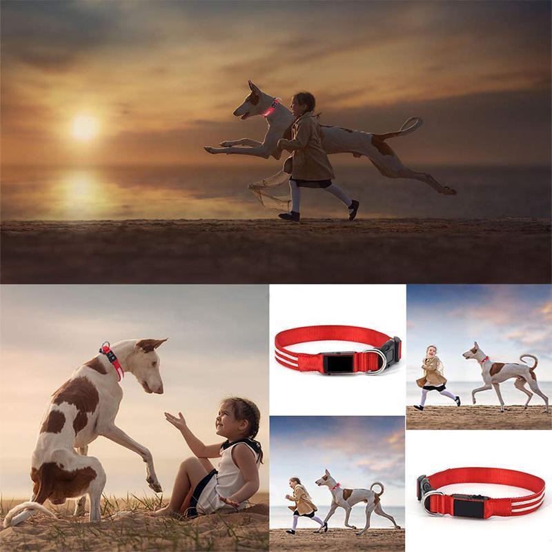 DOG LED COLLARS - Image 6