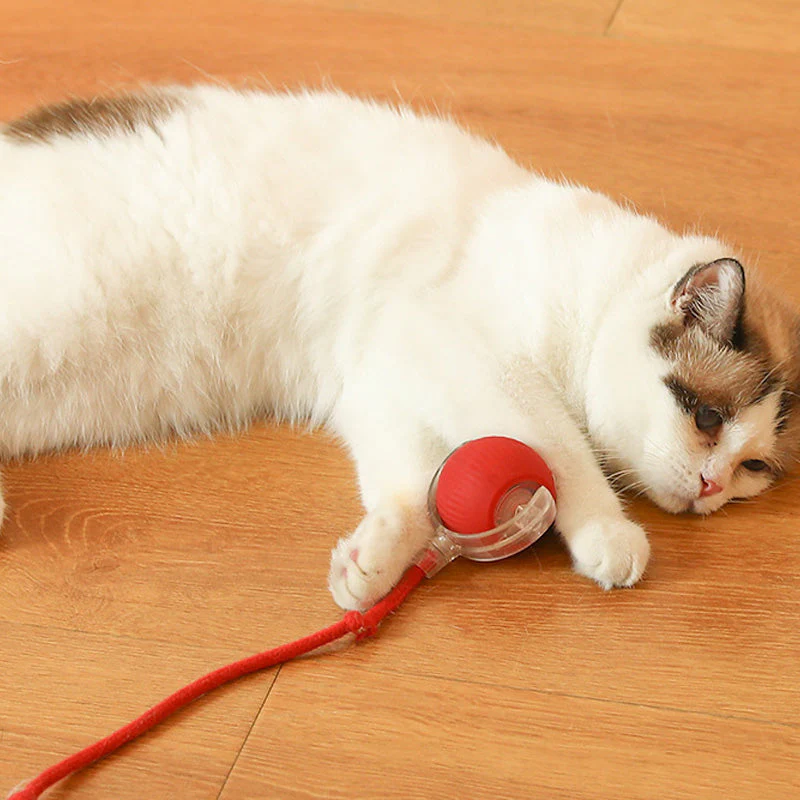 Indoor Cat Interactive Ball - Image 2