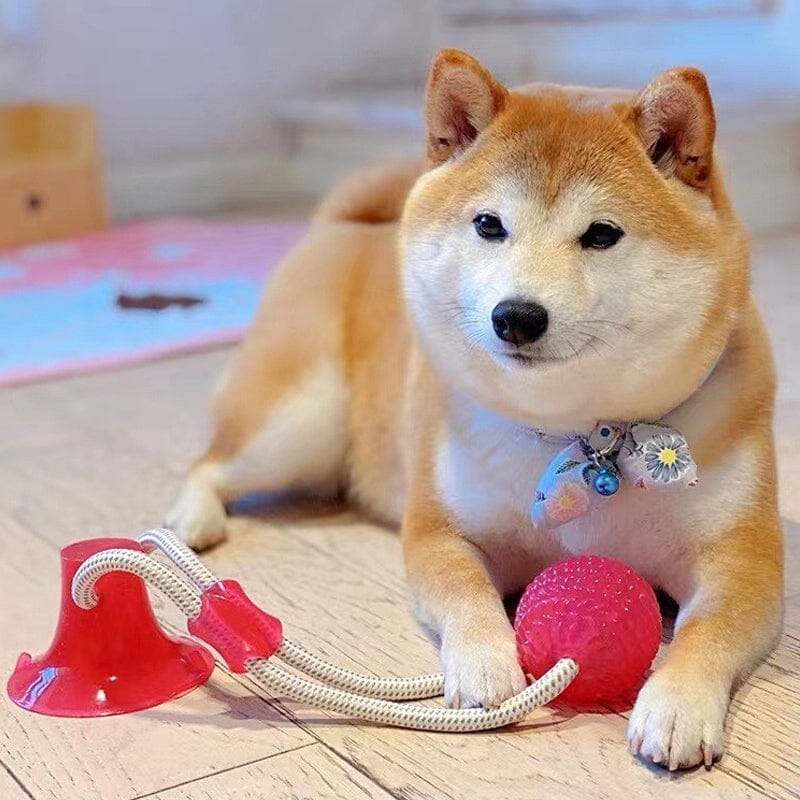 Multifunction Pet Molar Bite Toy - Image 11