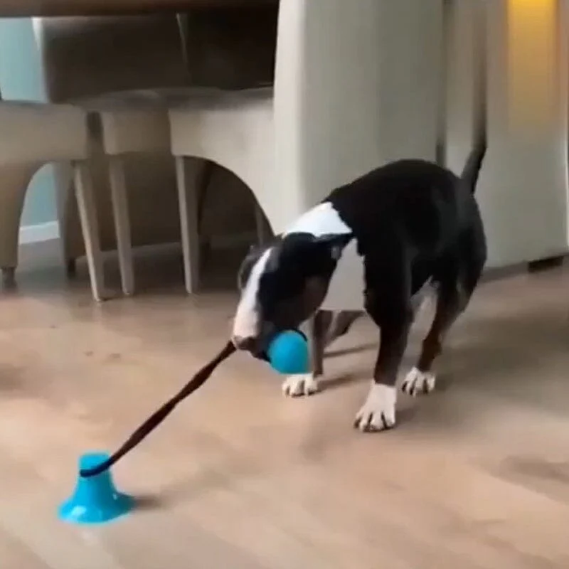 Multifunction Pet Molar Bite Toy - Image 7