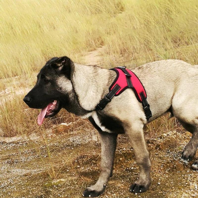 Hirundo® No-Pull Dog Harness, Adjustable Harness for Dogs - Image 7