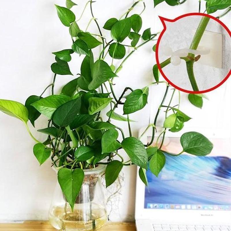 Plant Climbing Wall Clip - Image 5