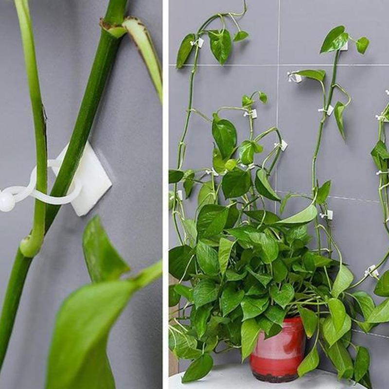 Plant Climbing Wall Clip - Image 6