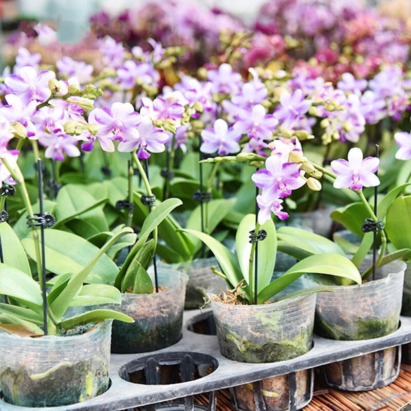 Plant Clips - Image 3